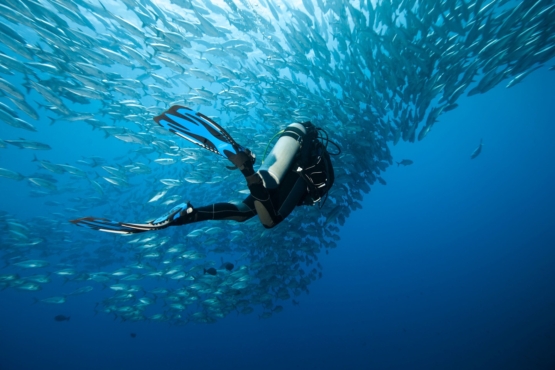Trevally and diver